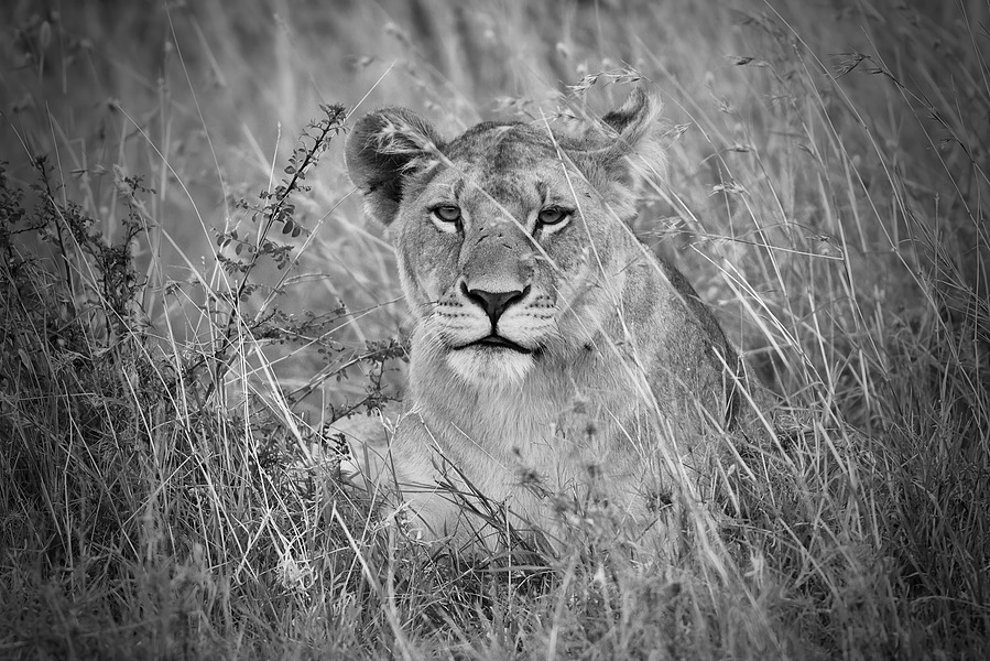 A black and white portrait of a lioness resting in tall grass, her eyes fixed on the camera with a calm, unwavering gaze.