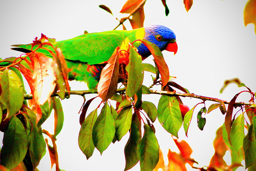 Amid the soft leaves of a plum tree, a rainbow lorikeet pauses in a vivid moment of stillness—its sapphire-blue crown and emerald plumage glowing against a tapestry of green and rust.