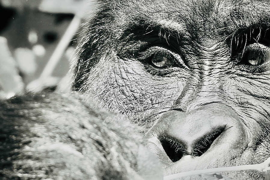Black and white fine art photography of mountain gorilla chewing on foliage with a quiet disposition.