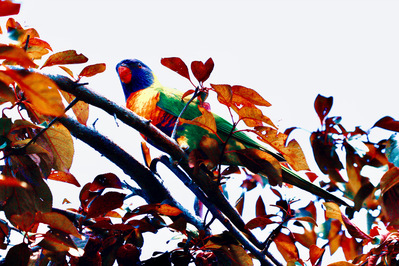 "Sentinel of the Leaves" is a striking fine art photograph featuring a rainbow lorikeet perched amidst lush green foliage. 