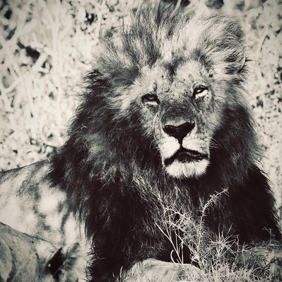black-and-white-image-of-male-lion-resting-with-his-mate-in-shade-titled-Lion -Blackie