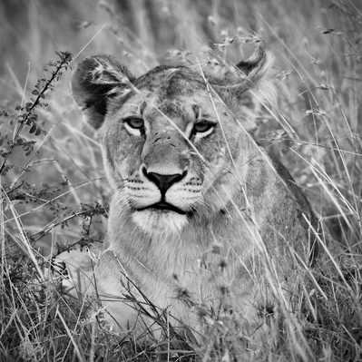 black-and-white-image-lioness-lying-in-the-grassLioness- in -the -Grass-titled-Lioness- in- the- Grass