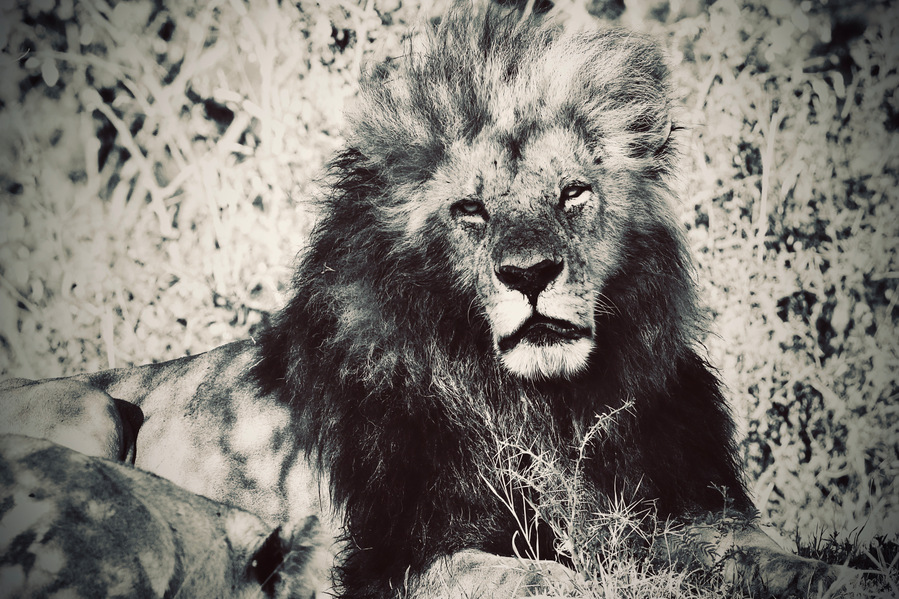 Black-and-White-sort-of-Male-Lion- resting-with-mate-during-mating-season -Masai- Mara- Kenya