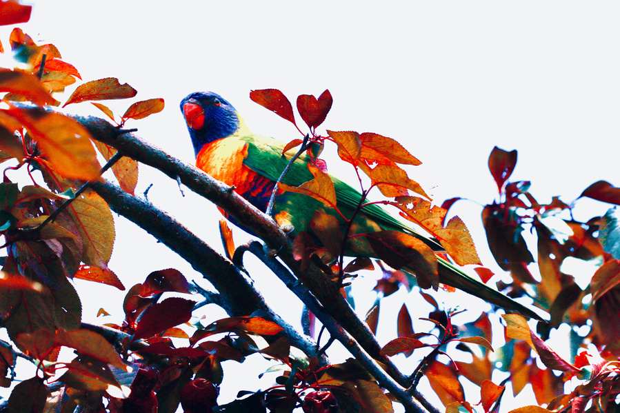 "Eyes of the canopy" is a striking fine art photograph featuring a rainbow lorikeet perched amidst lush green foliage."Eyes of the Canopy" is a striking fine art photograph featuring a rainbow lorikeet perched amidst lush autumn foliage.