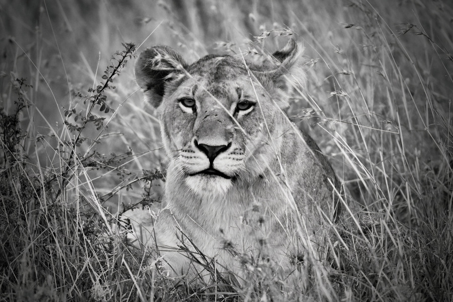 Black and White image of African lioness lying in the grass staring directly at the camera in Maasai Mara Kenya Africa