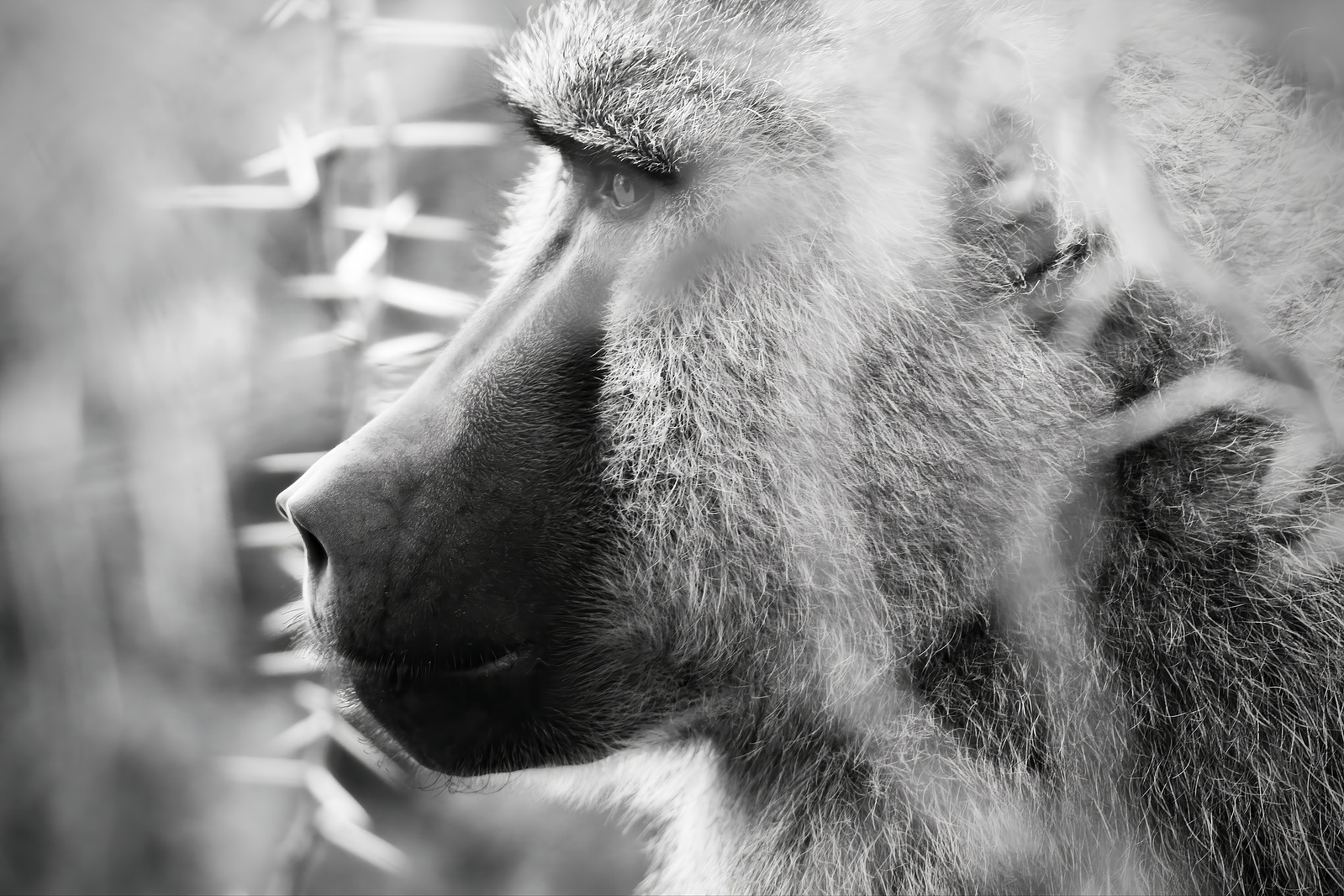 This black-and-white fine art photograph captures a contemplative baboon in a rare moment of stillness. The close-up profile highlights the animal’s expressive gaze and emotional intelligence, drawing viewers into a deep sense of connection.