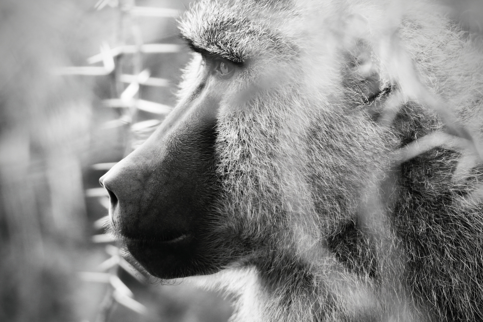 Black-and-white-side-portrait-close-up-image -of-Baboon-titled-Baboon-in- the-Mist.