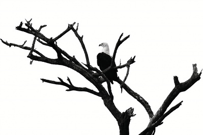 Black and white photograph of an African fish eagle perched in a bare tree, surveying the horizon. Its bold silhouette and striking contrast capture the eagle’s power, elegance, and watchful presence.