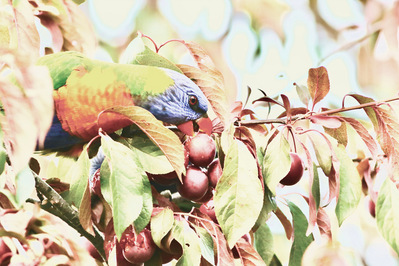"Whispers of Sweetness" is a fine art Rainbow Lorikeet photograph, featuring a vibrant lorikeet delicately feeding among soft, painterly leaves. 