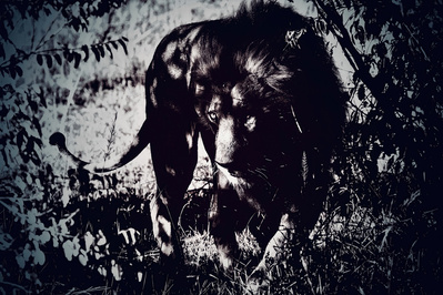A lion moves through the shadowed bush of the Maasai Mara, its piercing eyes glowing in the dim light. This striking wildlife photograph captures the predator’s stealth, power, and untamed beauty.