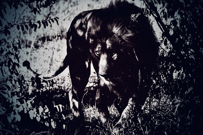 A lion moves through the shadowed bush of the Maasai Mara, its piercing eyes glowing in the dim light. This striking wildlife photograph captures the predator’s stealth, power, and untamed beauty.