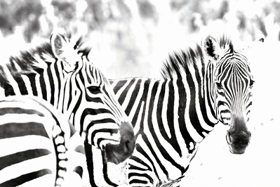 black-and -white -image-of -two-zebras-with-one- background-turned-looking-into-camera-titled-Black- & -White -Magic