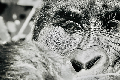 Black-and- white- close-up -image-of-silverback- mountain- gorillas -eyes -distracted-by- something-as-he-eats-his-foliage- titled - Ngoshi Silverback