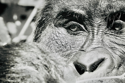 Black-and- white- close-up -image-of-silverback- mountain- gorillas -eyes -distracted-by- something-as-he-eats-his-foliage- titled - Ngoshi Silverback