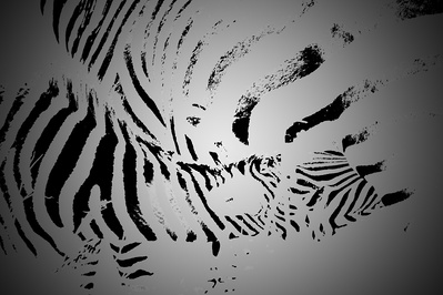 black -and -white -faded -image- of- zebra feeding -her- young -abstract -version-titled-Abstract Zebra - Mother- Feeding -her -Young.