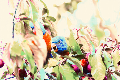 Lorikeets amongst the Leaves
