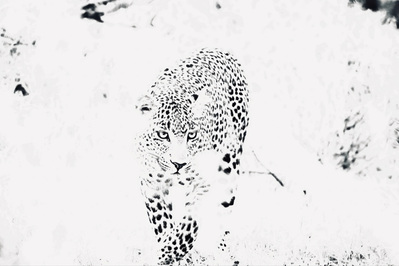 A black and white photograph of a leopard against a high-key white background, emphasizing its striking contrast and piercing gaze. This dramatic wildlife image highlights the predator’s raw power, elegance, and captivating presence.