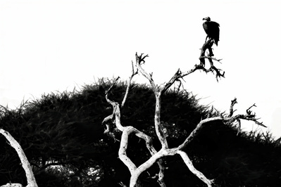A black and white photograph of a vulture perched high in a tree, its dark silhouette standing against the open sky. The striking contrast highlights its bold form and commanding presence as it surveys the vast horizon.