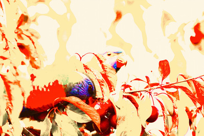Wild Heat