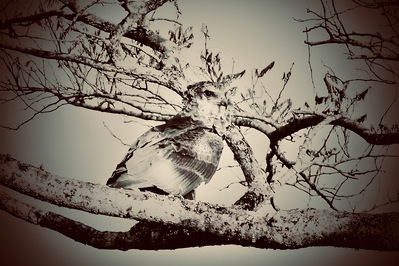 A dramatic portrait of a camouflaged bird of prey, expertly blending into the intricate branches of its perch. Its sharp eyes and powerful stance highlight the silent precision of nature’s hunters, showcasing the beauty & mastery of avian camouflage