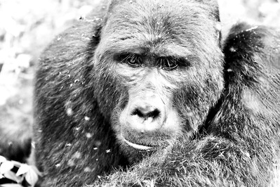 Black-and-white-close-up-mountain-gorilla-laying-on-his- forearms-looking-lost-i-hi-own-thoughts-titled-Sentient Silverback- my -muse