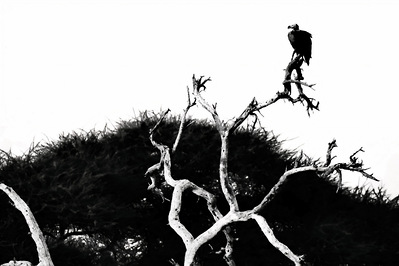 A black and white photograph of a vulture perched high in a tree, its dark silhouette standing against the open sky. The striking contrast highlights its bold form and commanding presence as it surveys the vast horizon.