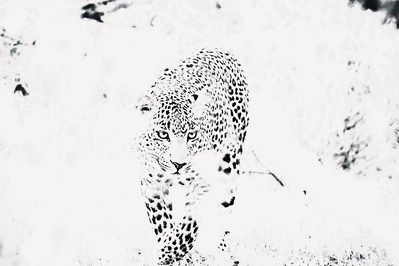 A black and white photograph of a leopard against a high-key white background, emphasizing its striking contrast and piercing gaze. This dramatic wildlife image highlights the predator’s raw power, elegance, and captivating presence.
