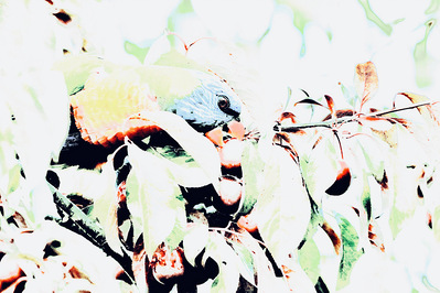 Memory of Plum