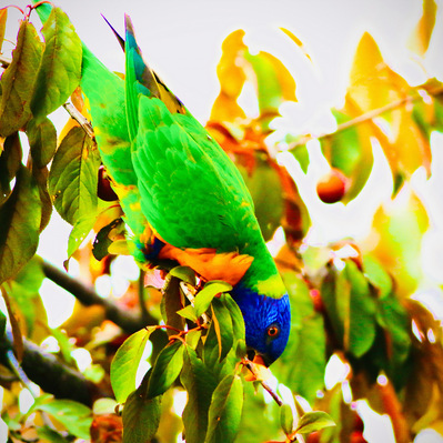 A rainbow lorikeet hangs acrobatically from a fruiting branch, its brilliant green and blue plumage framed by golden autumn leaves. Captured mid-motion, this portrait reveals the bird’s playful agility and bold spirit.