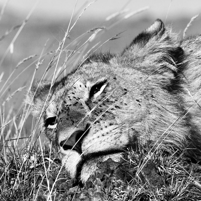 black-and-white-image-of-lioness-sleeping-in-the-grass-titled - Siesta -in- the -Sun-Maasai- Mara- Kenya