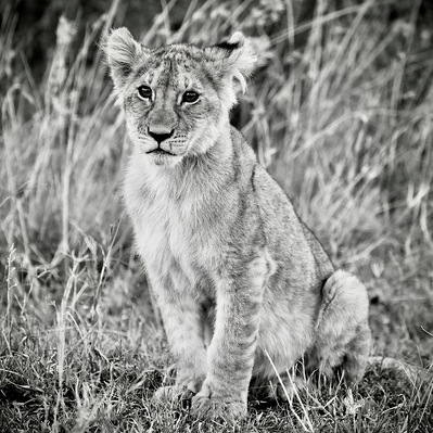 black-and-white-image-of-lion-cub-sitting-amongst-the-grass-looking-into-camera-titled-Sweetest- Cub -of -Masai- Mara.