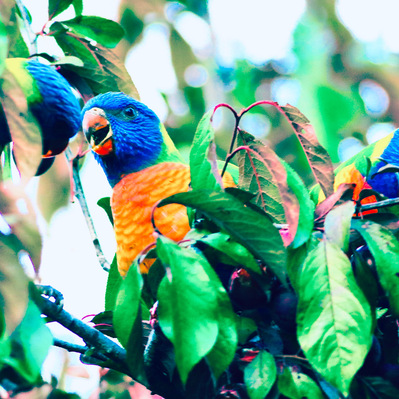 A vibrant trio of rainbow lorikeets hidden among glossy green leaves, their plumage glowing with saturated colour. One mid-call, another half-obscured, this portrait captures a moment of wild interaction and layered curiosity — a striking fine art image.