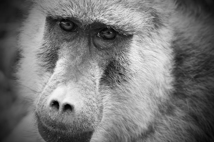 A close-up black and white fine art portrait of a baboon staring directly into the camera, revealing depth, intelligence, and quiet presence through its eyes.