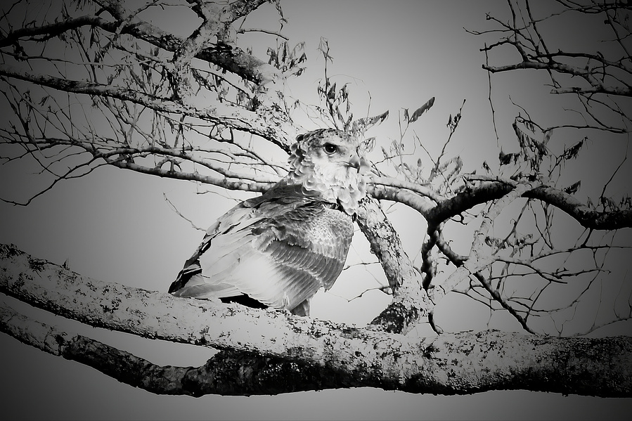 Dramatic black and white portrait of a lone eagle poised among bare branches — a fine art wildlife image titled Phantom of the Branches.