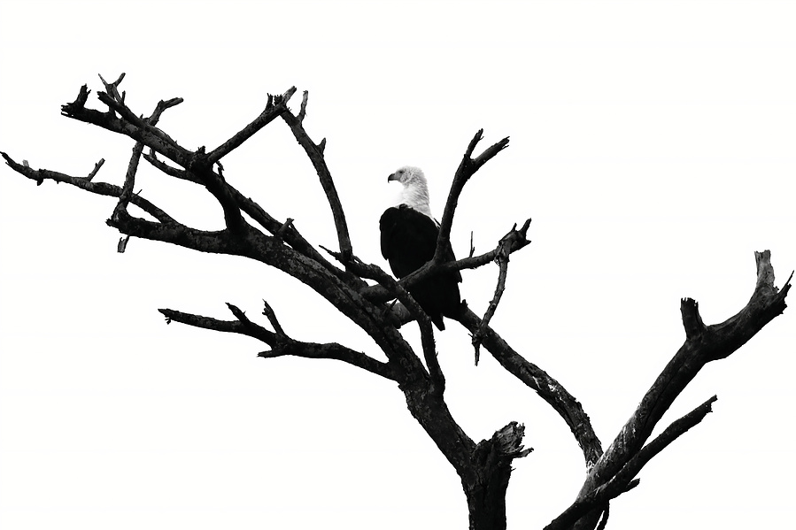 Black and white photograph of an African fish eagle perched in a bare tree, surveying the horizon. Its bold silhouette and striking contrast capture the eagle’s power, elegance, and watchful presence.