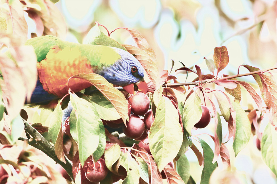 In the heart of a plum tree, a rainbow lorikeet immerses itself in a moment of pure delight—nestled in a tangle of leaves and fruit, eyes locked in focus, beak buried in soft, sun-warmed skin.