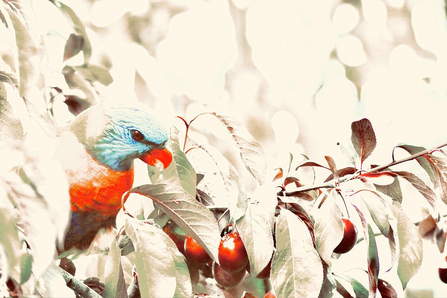 A single rainbow lorikeet peers through pale plum leaves, its vivid feathers softened by diffused light. A gentle, painterly wildlife portrait with a quiet gaze and tender mood.