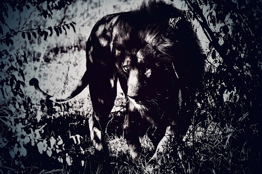 A lion moves through the shadowed bush of the Maasai Mara, its piercing eyes glowing in the dim light. This striking wildlife photograph captures the predator’s stealth, power, and untamed beauty.