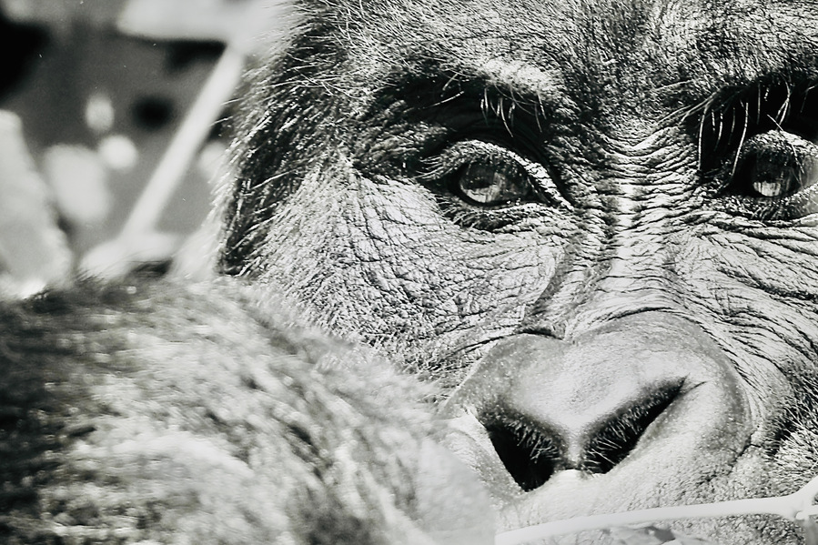 Close up of Mountain Gorillas gaze as he munches on forest foliage