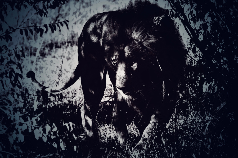 Black and white photograph of a male lion moving stealthily through the Maasai Mara bush. Striking shadows, intense gaze, and powerful presence create a dramatic wildlife fine art piece.