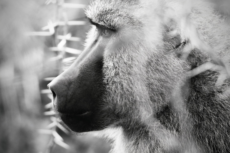 Black and White portrait side profile close up  image of a baboon in the mist of the forest in  Amboseli Kenya Africa.