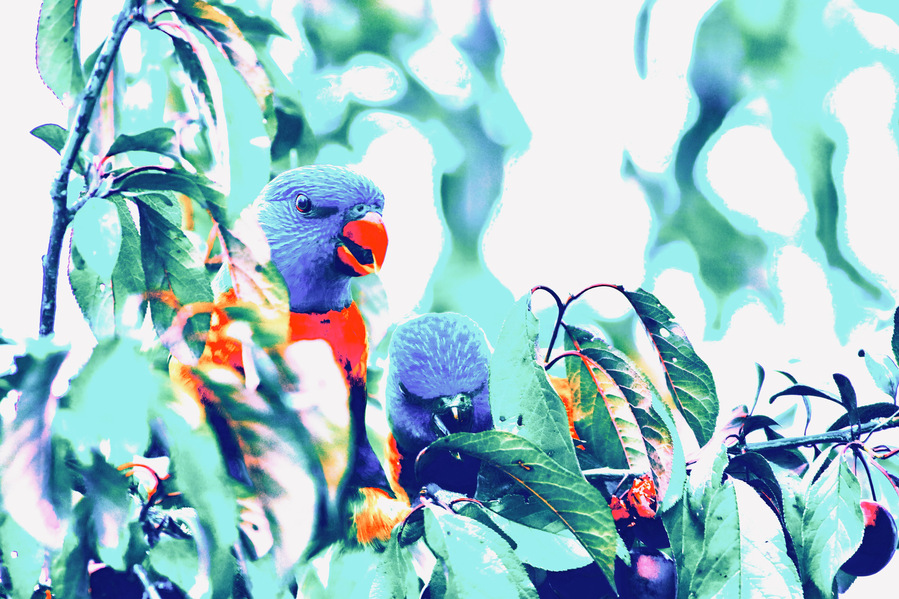 Two rainbow lorikeets feeding in a plum tree, surrounded by green foliage and ripening fruit. One lorikeet looks up with curiosity while the other pecks at the fruit. Stylised fine art wildlife photography with a vibrant, painterly aesthetic.