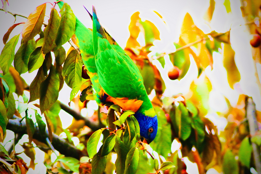 Rainbow lorikeet hanging upside down on a tree branch, surrounded by golden leaves and sunlit fruit. The bird’s vivid green, blue, and orange feathers contrast against the warm autumn tones, capturing a playful moment in nature