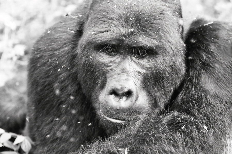 Original black and white portrait of a silverback mountain gorilla. Captured in the Bwindi Forest, this one-of-a-kind artwork reveals the emotional depth, gentleness, and sentient stillness of an endangered gorilla.

