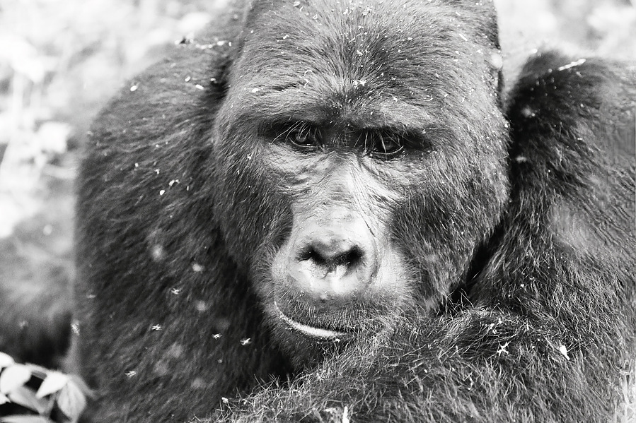 Original black and white portrait of a silverback mountain gorilla. Captured in the Bwindi Forest, this one-of-a-kind artwork reveals the emotional depth, gentleness, and sentient stillness of an endangered gorilla.

