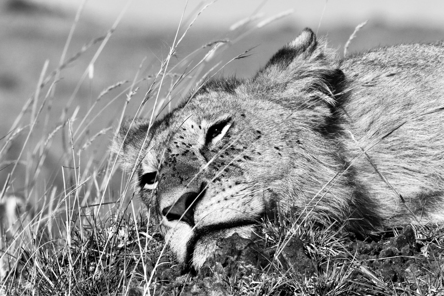 Black-and-white-close-up-lioness- lapping -up-the- sun- having- an- after-hunt snooze