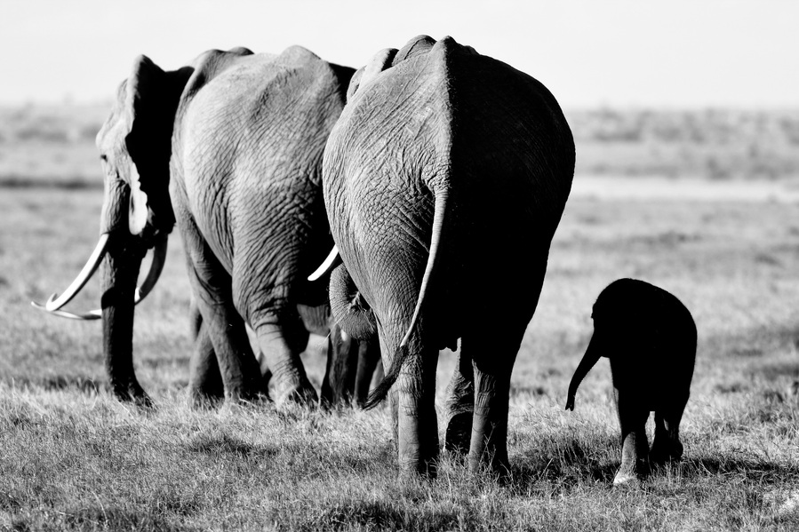 Black-and-white-image-of-a-baby-elephant-in-the- shadow- walking-beside-mother-elephant-following-the-Matriarch