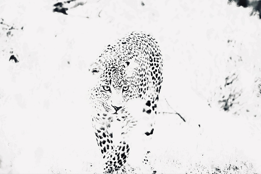 A high-key black and white fine art portrait of a leopard emerging from a sea of white, its gaze intense and focused, as if materialising from light itself.