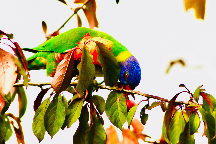Rainbow lorikeet eating red plum in fruit tree, surrounded by vibrant green and red leaves. Close-up wildlife photo capturing a colorful parrot foraging in nature. Fine art bird photography highlighting Australia’s native rainbow lorikeets.