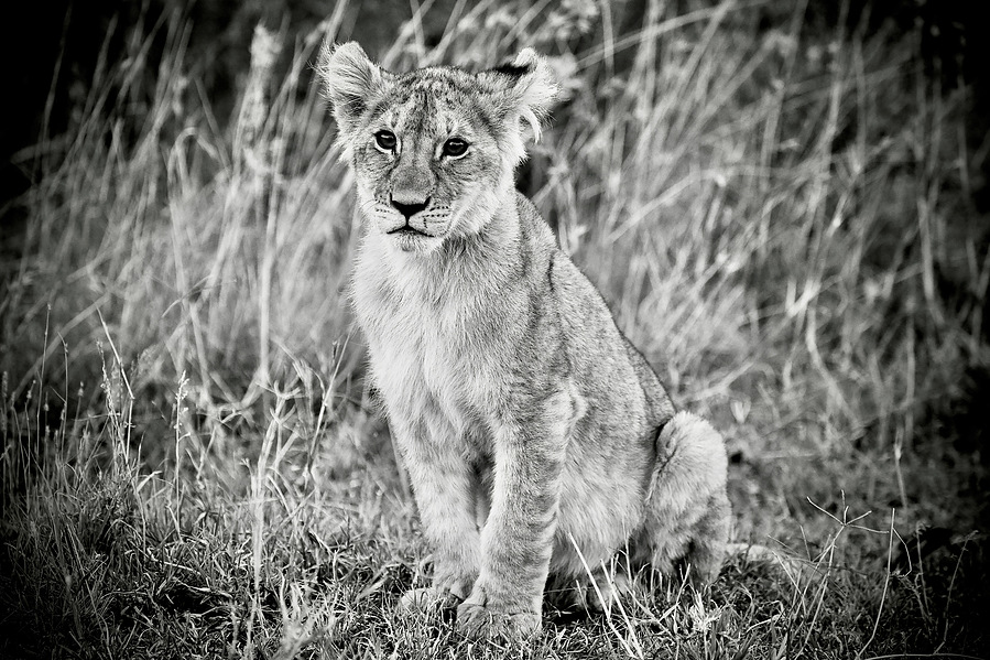 Black and White close up image of African lion cub sitting looking off into the distance in Maasai Mara Kenya Africa